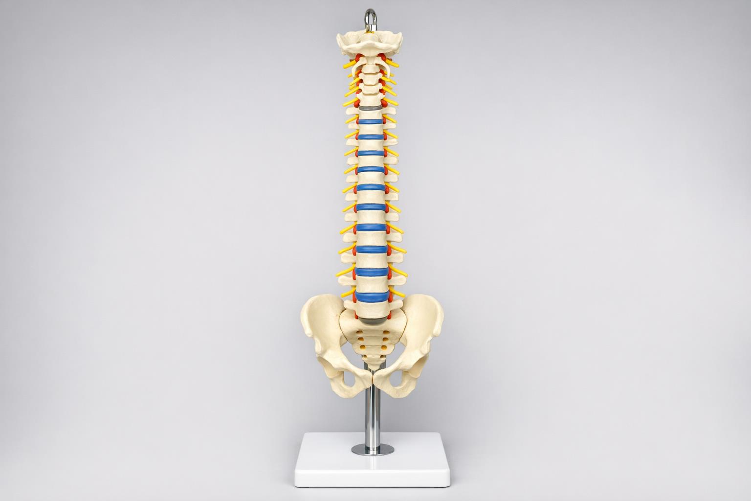 Model anatomiczny kręgosłupa: praktyczny przewodnik dla nauczycieli, studentów i specjalistów