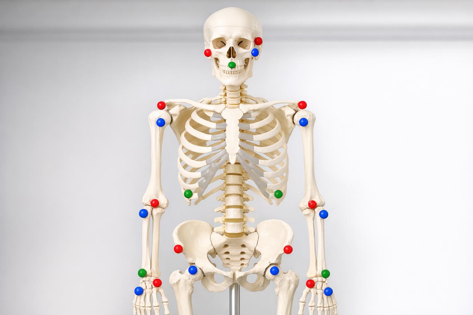 Zdjęcie modelu szkieletu z zaznaczonymi punktami anatomicznymi